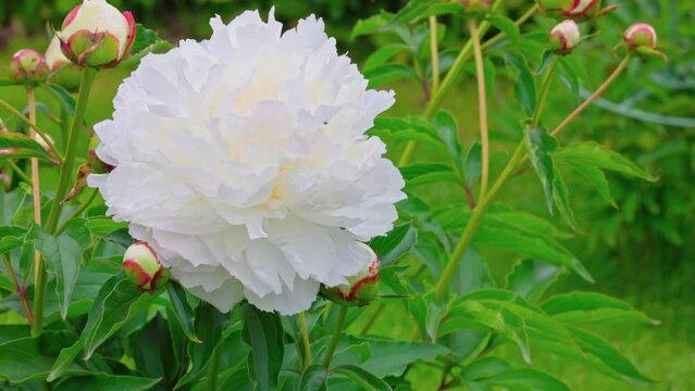 Close up of blooming white peony bush on green lawn on sunny day. Sweden.