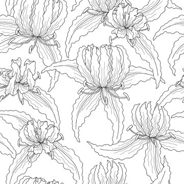 Gloriosa flower seamless pattern background graphic black white sketch illustration vector