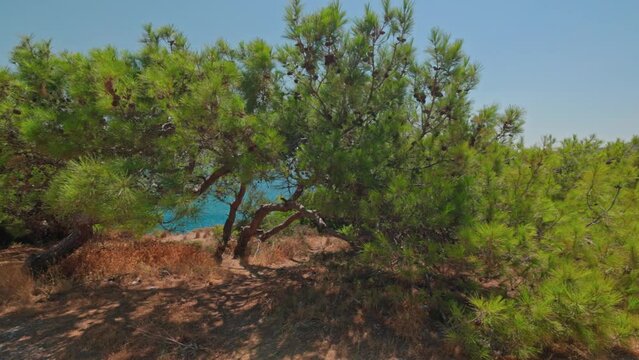 Beautiful view of blue sea water through green dwarf mountain pines on on rocky coast. Greece.