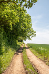 Summertime rural landscape.
