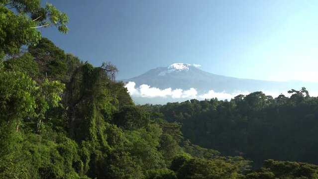 Long time lapse of majestic Kilimanjaro snowy mountain and green bushes in front.