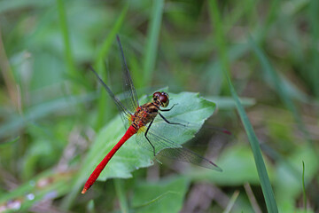 休憩するアキアカネ © 孝行 吉田