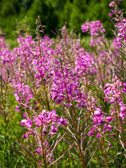 Beautiful colorful summer spring natural landscape with a lake in Park surrounded by green foliage of trees in sunlight and stone path in foreground.