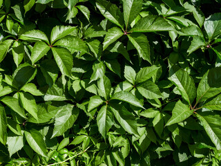 Bush of stinging-nettles. Nettle leaves. Top view. Botanical pattern. Greenery common nettle.