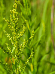 Beautiful colorful summer spring natural landscape with a lake in Park surrounded by green foliage of trees in sunlight and stone path in foreground.