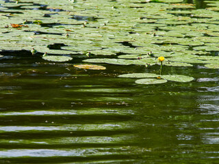 Water surface in the lake with leaves