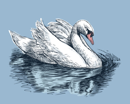 Hand drawing of white swan floating in lake