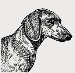 Sketch portrait of profile purebred dachshund