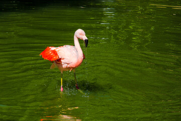 pink flamingo in water