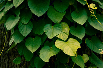 Green leaves pattern background, Natural background and wallpaper. tropical leaves, abstract green leaves texture, nature background
