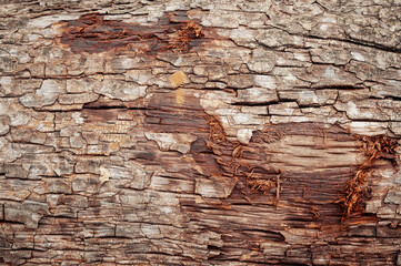 Beautiful damaged dirty rough outside of a tree trunk. Colorful cracked wooden Tree bark background. tree round bark