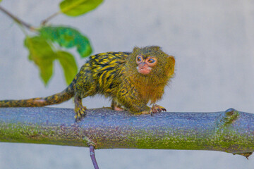 golden lion tamarin on a branch