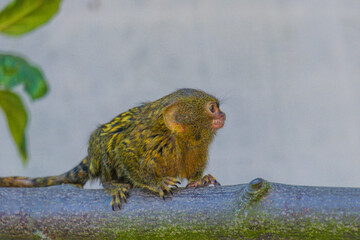 golden lion tamarin on a branch