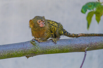 golden lion tamarin on a branch