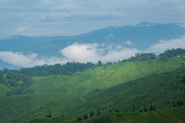 Obraz premium countryside landscape with valley in fog behind the forest on the grassy hill. fluffy clouds on a bright blue sky. nature freshness concept. View from Kurseong in morning time. Kurseong, West Bengal.