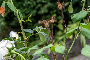 green plants and fruits close-up on a summer day