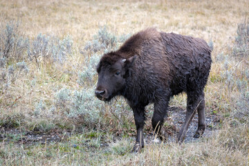 Obraz na płótnie Canvas American bison calf wandering in Yellowstone National Park