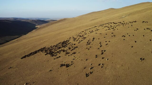 Aerial view of herd of sheep in Igdir. 4K footage in Turkey