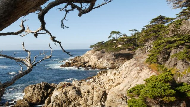 Bare dead leafless lone cypress tree, rocky ocean coast, blue water waves and lifeless pine. Scenic 17-mile drive, Monterey nature near Point Lobos, Big Sur and Pebble beach, California USA. Seascape