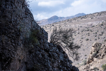 a bush of dry grass on the edge of a cliff against the backdrop of a gorge in Armenia