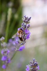 bee on lavender