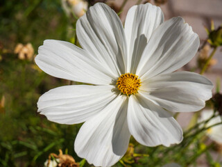 close up of white daisy