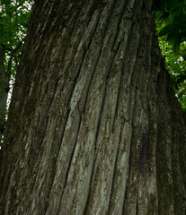 Old Wood Tree Texture Background Pattern. Horizontal photo of a tree bark texture. Creative texture of an old oak bark
