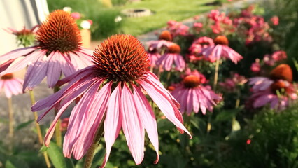 Echinacea purple. Echinacea purpurea is blooming beautifully in the garden against the background...