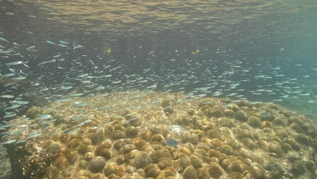 Super Slow Motion: Seascape with School of juvenile Fish in the Caribbean Sea, Curacao