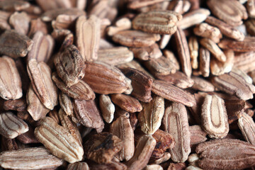 bottle gourd seed stock on shop
