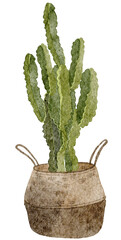 Cactus watercolor with transparent background