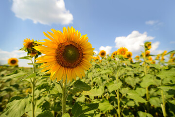 Sunflower. Sunflowers field. Beautiful nature landscape with sunflowers over blue sky. sunflower oil