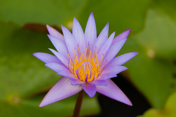 purple lotus blooming in the morning