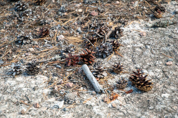 rough stone gray brown texture pinecones in the forest ground background