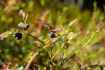 berries of a bilberry wild healthy natural superfood blueberries berry forest bush fresh ripe