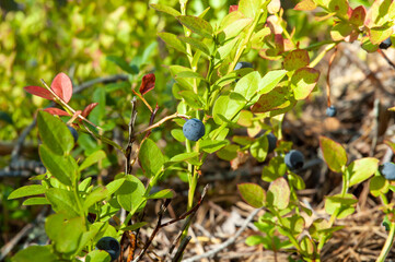 blueberries in the forest on a bush wild berries of a bilberry healthy natural superfood berry