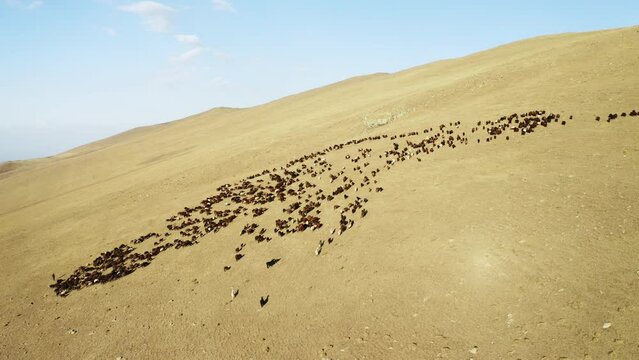 Aerial view of herd of sheep in Igdir. 4K footage in Turkey