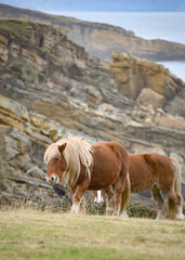 Fototapeta na wymiar Horses grazing along the Cantabrian coast in the Basque Country, Northern Spain
