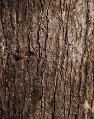 The bark of teak wood (Kayu Jati: Indonesia). Naturally formed beautifully. High quality wood,...