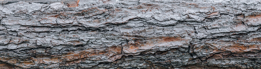 tree bark in close-up 
