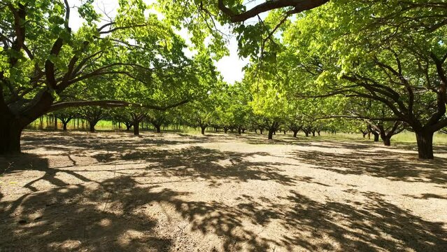 View of Igdir Irem Vineyards. 4K Footage in Turkey