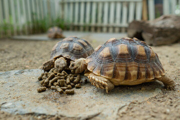 Sucata tortoise on the ground