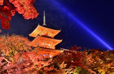 Obraz premium 秋の京都 清水寺ライトアップ