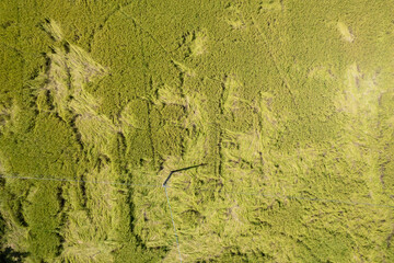 Field rice with landscape green pattern nature background