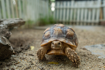 Sucata tortoise on the ground