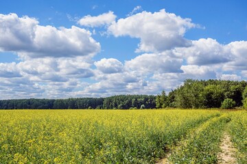 Field of blooming rapeseed, forest, clouds in the blue sky, field road on a summer sunny day.