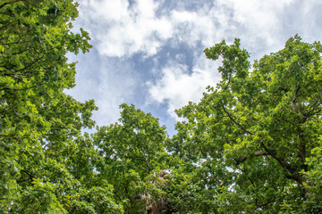 green leaves and sky