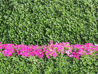 Composition of various flowers, close-up, background image, screen saver. Flower arrangement, background image, the concept of diversity of nature.