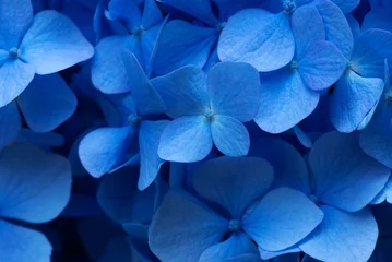 Poster Blue Hydrangea background. Hortensia flowers surface. © nata777_7
