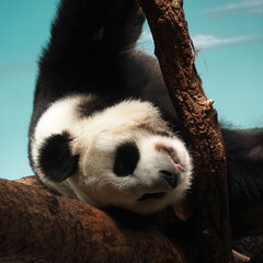 Fototapeta premium Panda, bamboo bear resting on thick tree branches, portrait, close-up. The diversity of the animal world, mammals living on the planet.